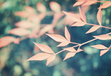 鲸蓝体育app-5年1.22亿续约！女友是00后大学生！NBA真正的人生赢家，nba女友排名